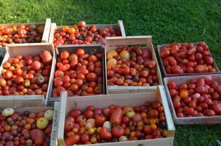 recolte-tomates-seine-et-marne