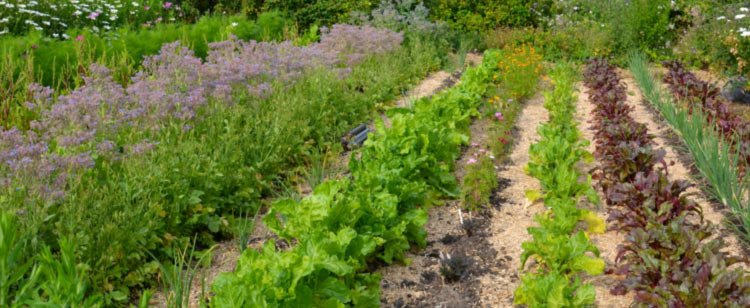 atelier-potager