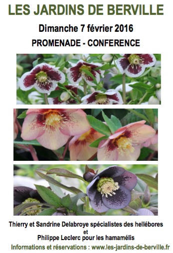 les-hellebores