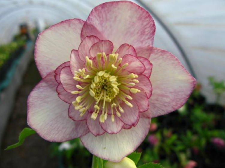 promenade-conference-hellebores-fevrier