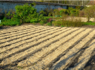 miscanthus